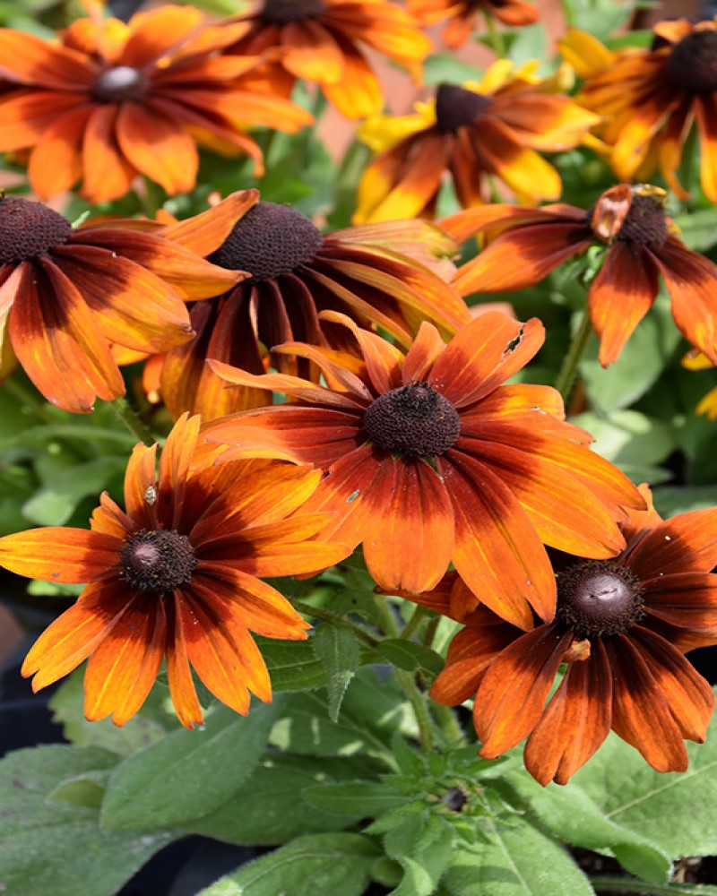 Autumn Colors Coneflower #1<br><i>Rudbeckia hirta Autumn Colors</br></i>