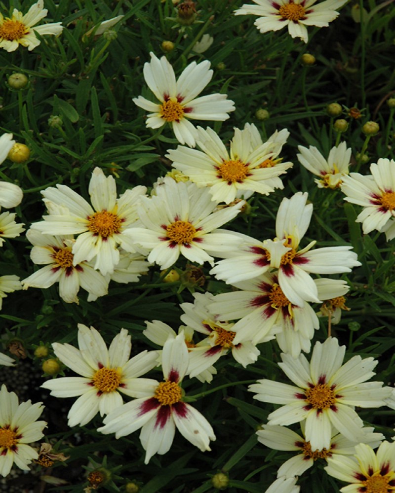 Starlight Tickseed #1<br><i>Coreopsis Starlight</br></i>