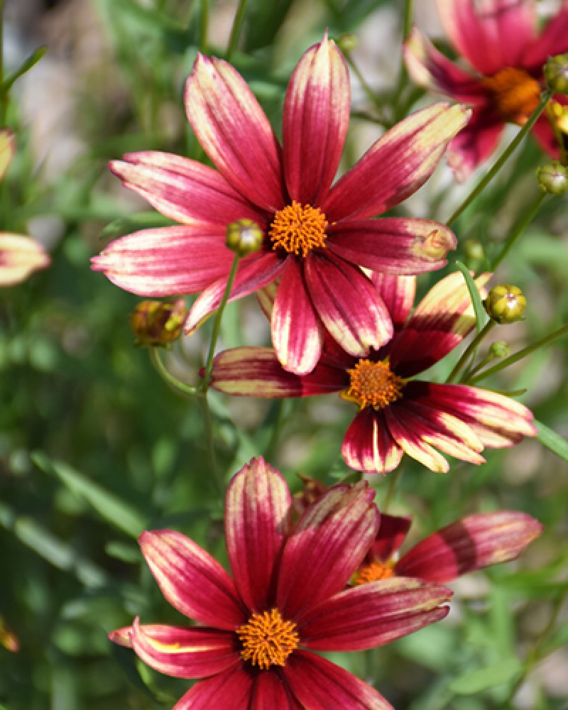 Lil' Bang Red Elf Tickseed #1<br><i>Coreopsis Red Elf</br></i>