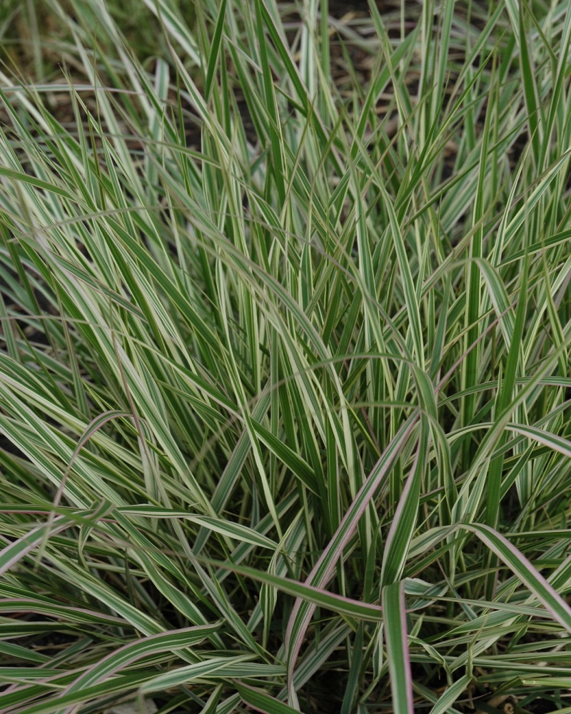 Grass Reed Variegated #5