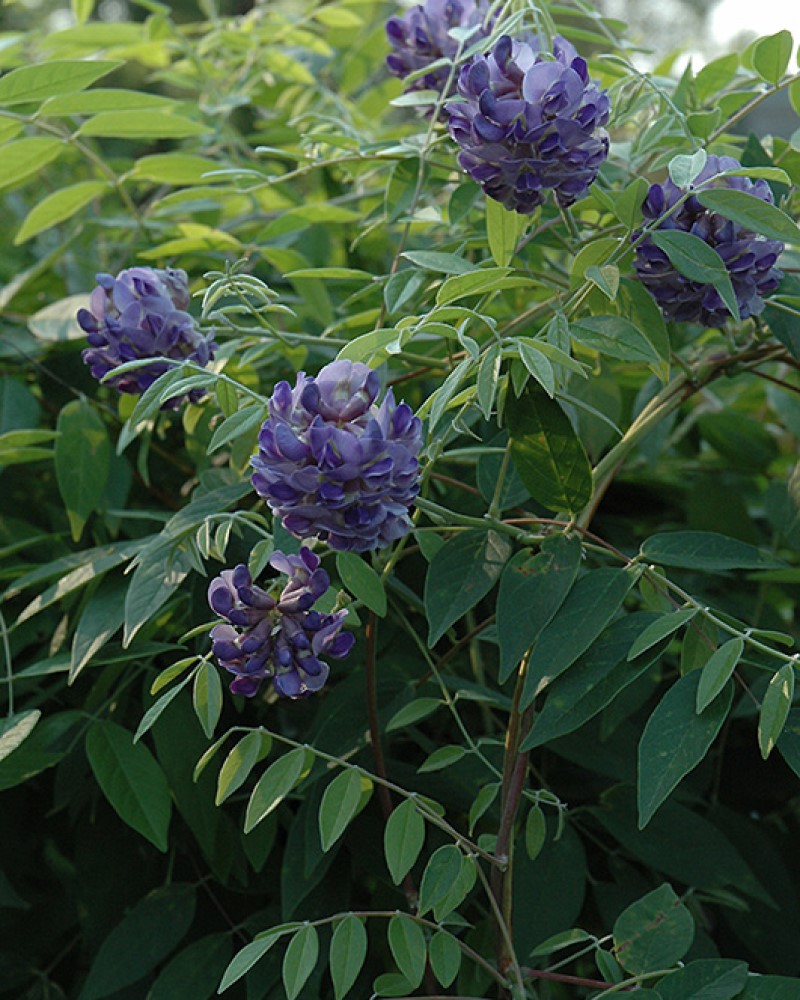 Amethyst Falls Wisteria #5<br><i>Wisteria frutescens Amethyst Falls</br></i>