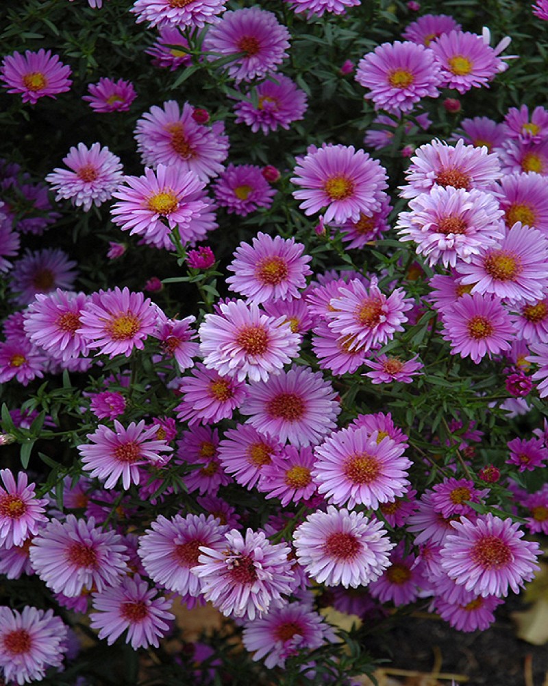 Aster Purple Dome #1