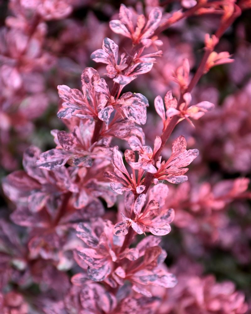 Rose Glow Japanese Barberry #5<br><i>Berberis thunbergii Rose Glow</br></i>