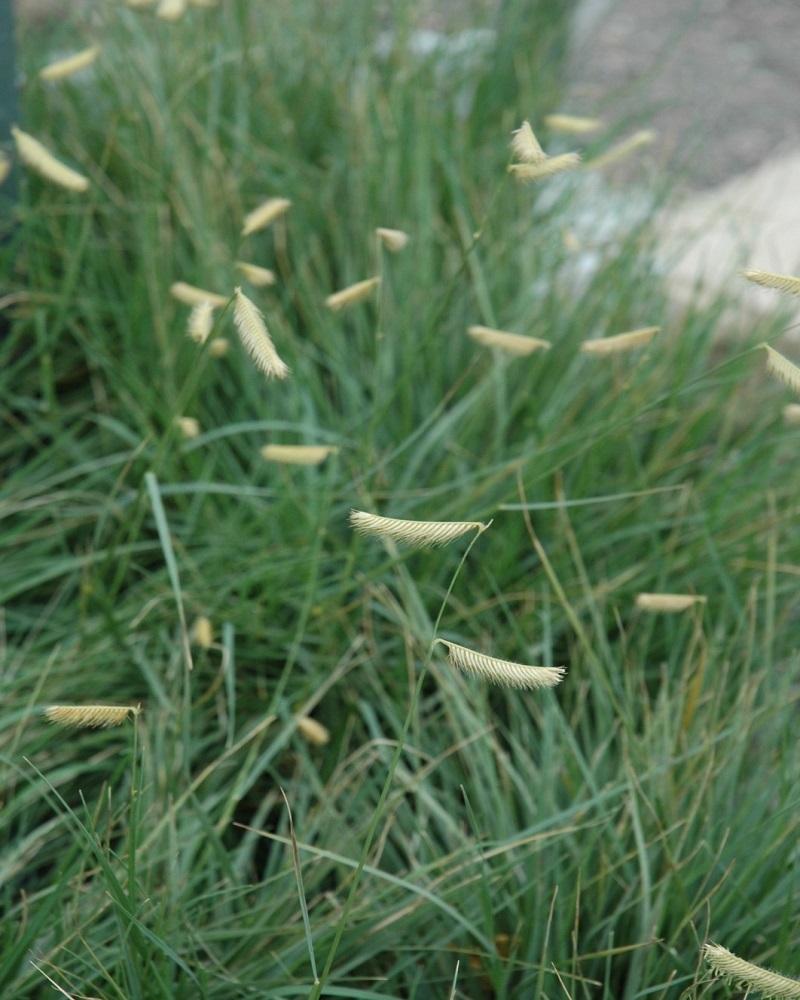 Blonde Ambition Blue Grama Grass<br><i>Bouteloua gracilis Blonde Ambition</br></i>