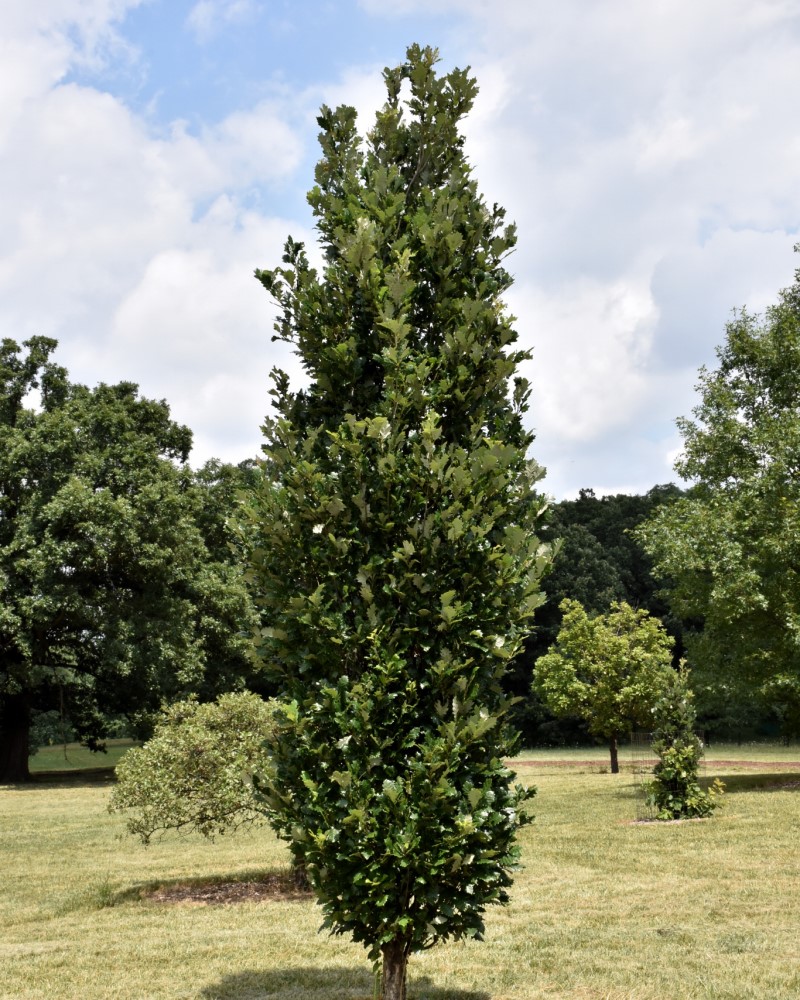 Regal Prince English Oak #15<br><i>Quercus Regal Prince</br></i>