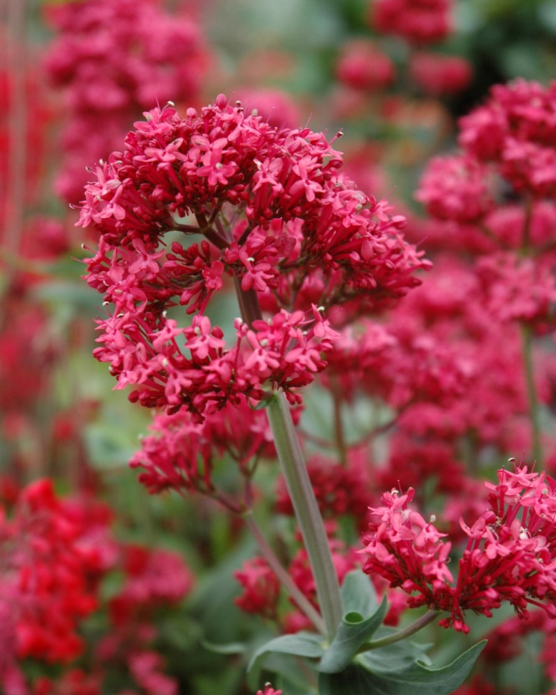 Centranthus Red Valerian #1