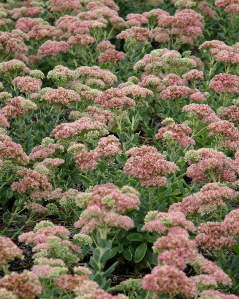 Autumn Joy Stonecrop #1<br><i>Sedum Autumn Joy</br></i>