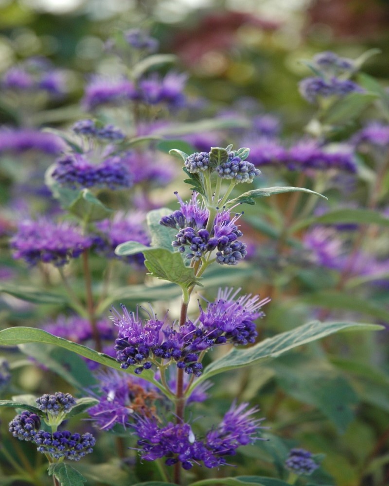 Dark Knight Bluebeard<br><i>Caryopteris x clandonensis Dark Knight</br></i>
