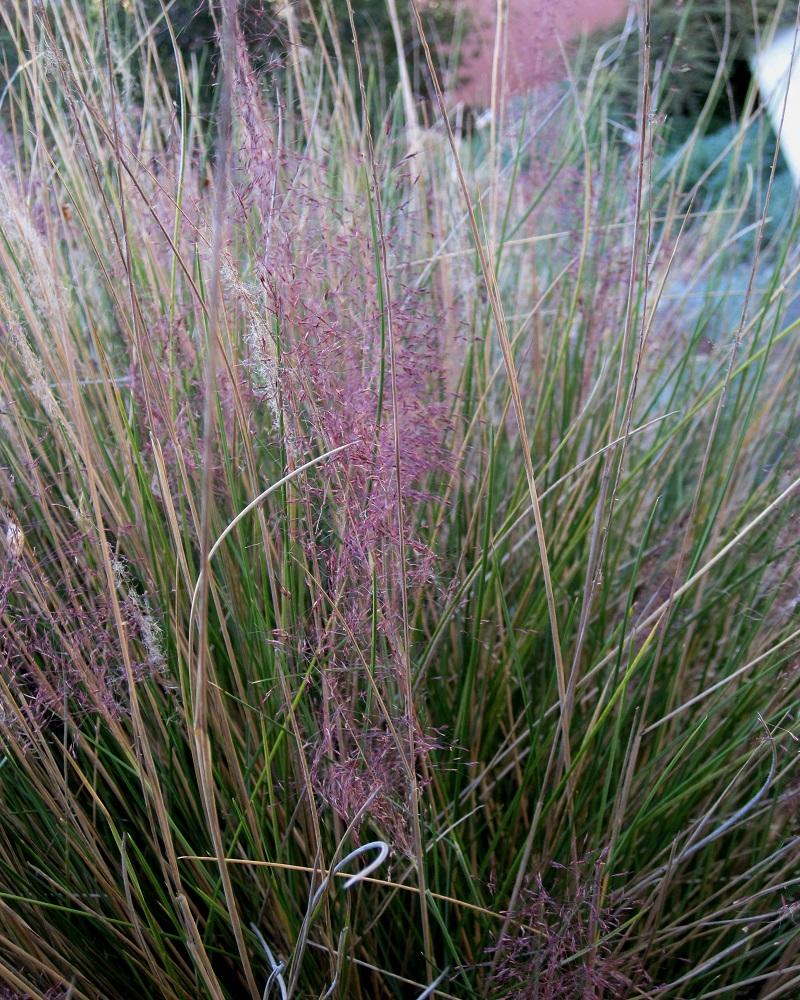 Pink Muhly Grass #1<br><i>Muhlenbergia capillaris Pink Muhly</br></i>