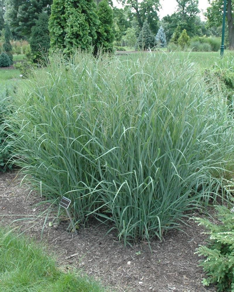 Heavy Metal Blue Switch Grass<br><i>Panicum virgatum Heavy Metal</br></i>