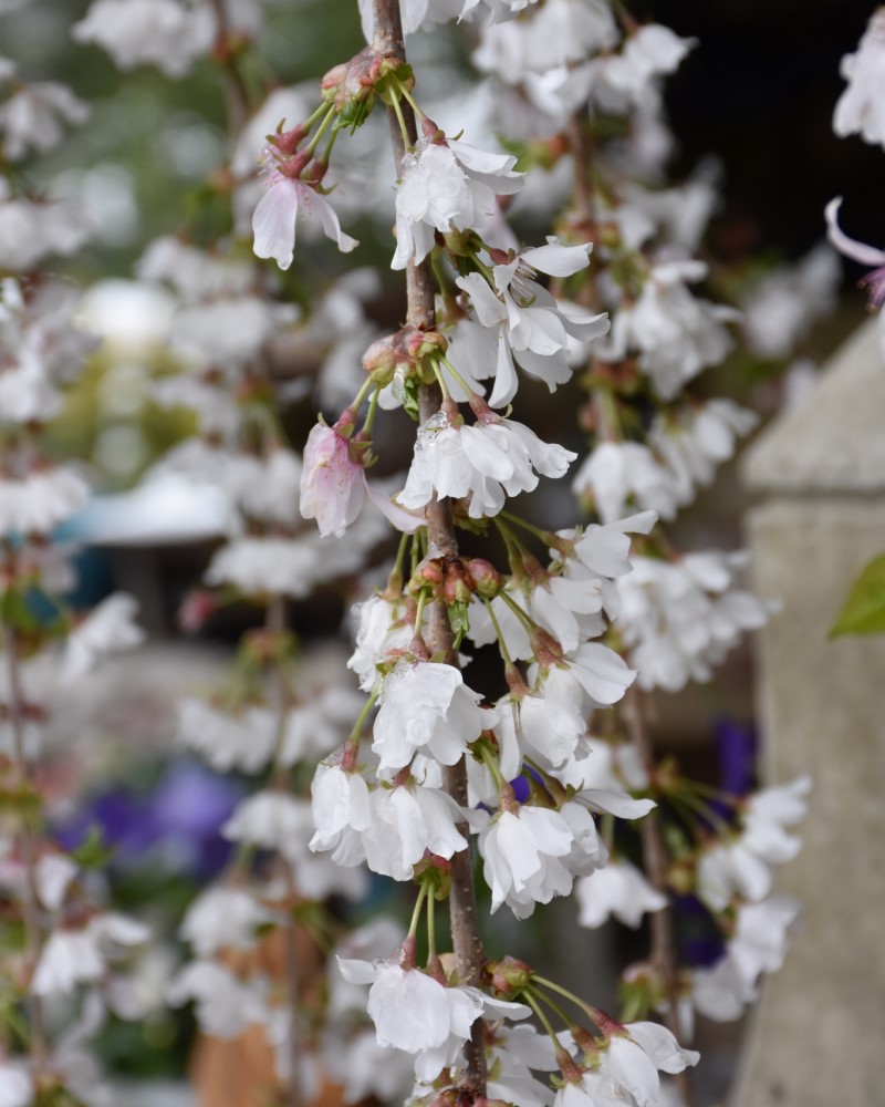 Snow Fountains Yoshino Cherry #15<br><i>Prunus Snow Fountains</br></i>