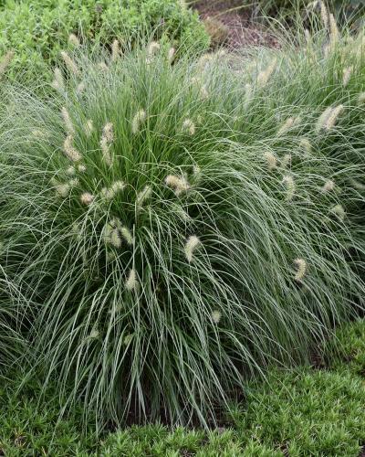 Little Bunny Dwarf Fountain Grass #1<br><i>Pennisetum alopecuroides Little Bunny</br></i>