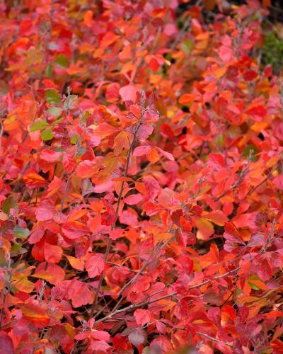 Sumac Gro Low #3