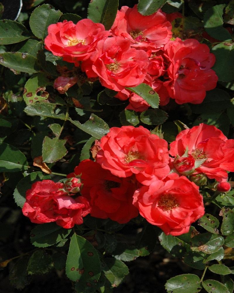 Coral Drift® Rose #2<br><i>Rosa Meidrifora</br></i>