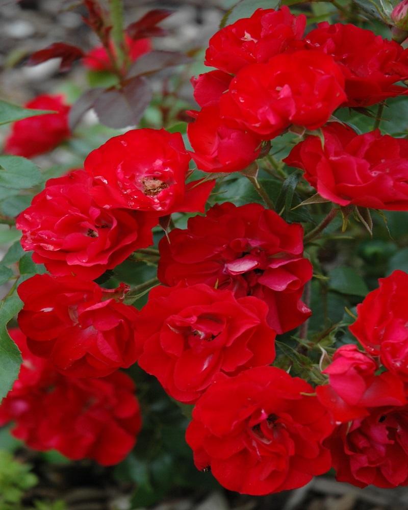 Ruby Meidiland Rose #2<br><i>Rosa Ruby Meidiland</br></i>