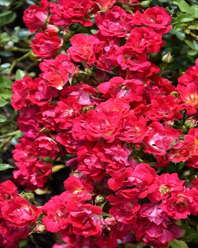 Red Drift® Rose #2<br><i>Rosa 'Meigalpio'</br></i>