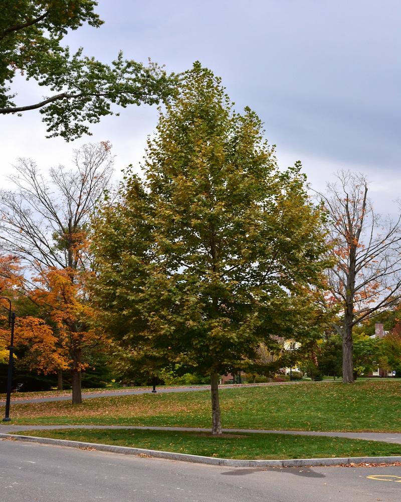 Bloodgood London Planetree #15<br><i>Platanus x acerifolia Bloodgood</br></i>