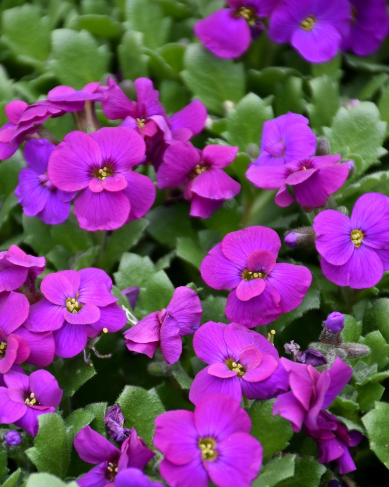 Aubrieta Audrey Purple Shades Rock Cress #1