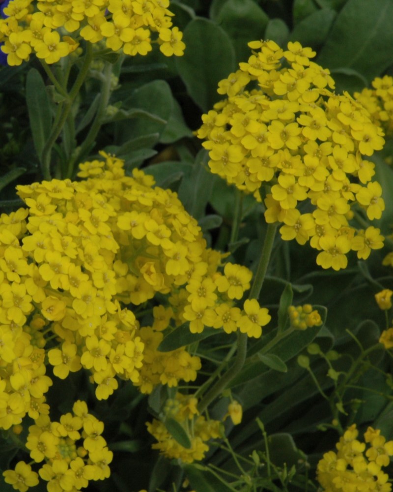 Golden Spring Alyssum #1<br><i>Alyssum wulfenianum Golden Spring</br></i>