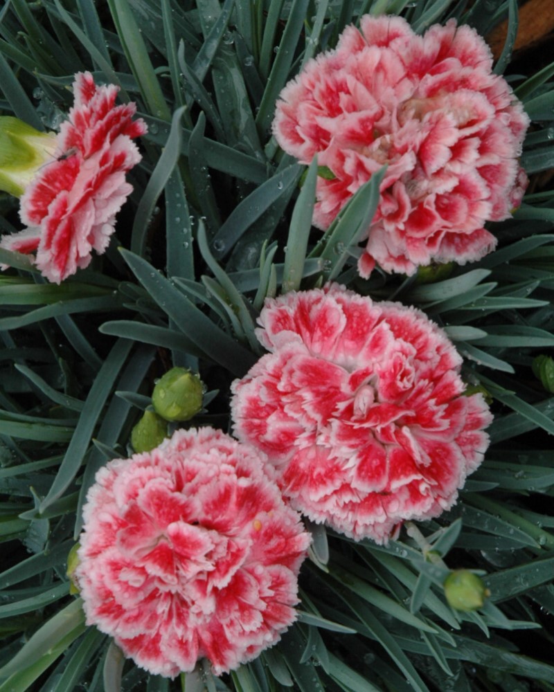 Coral Reef Pinks #1<br><i>Dianthus WP07OLDRICE</br></i>