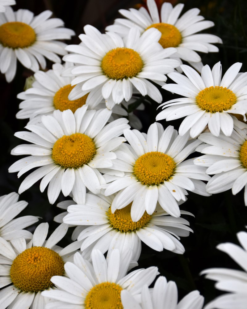 Snowcap Shasta Daisy<br><i>Leucanthemum x superbum Snowcap</br></i>