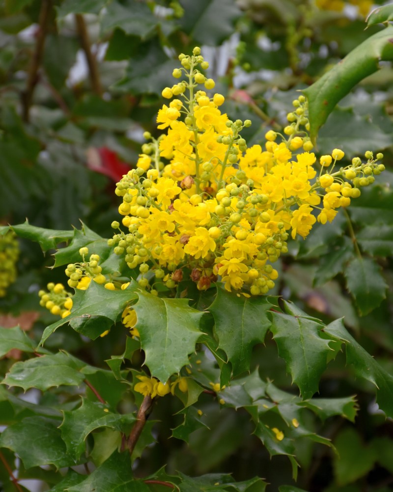 Oregon Grape #3