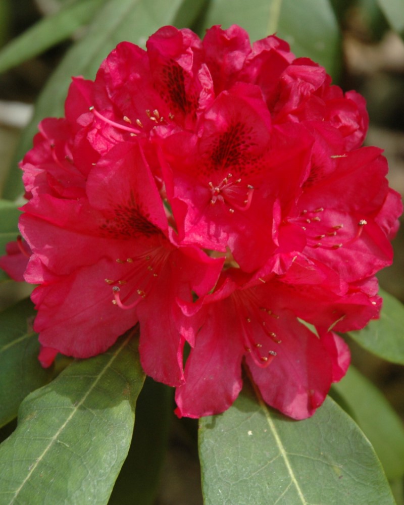 Rhododendron The General #5