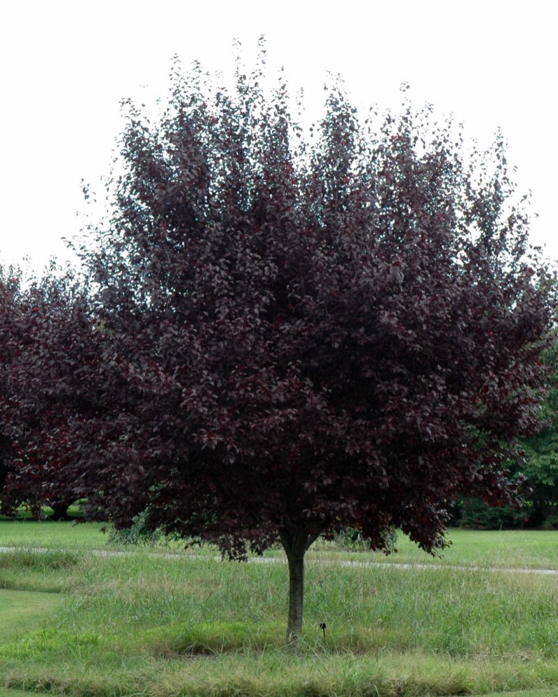 Krauter Vesuvius Plum<br>Prunus cerasifera <i>Krauter Vesuvius</br></i>