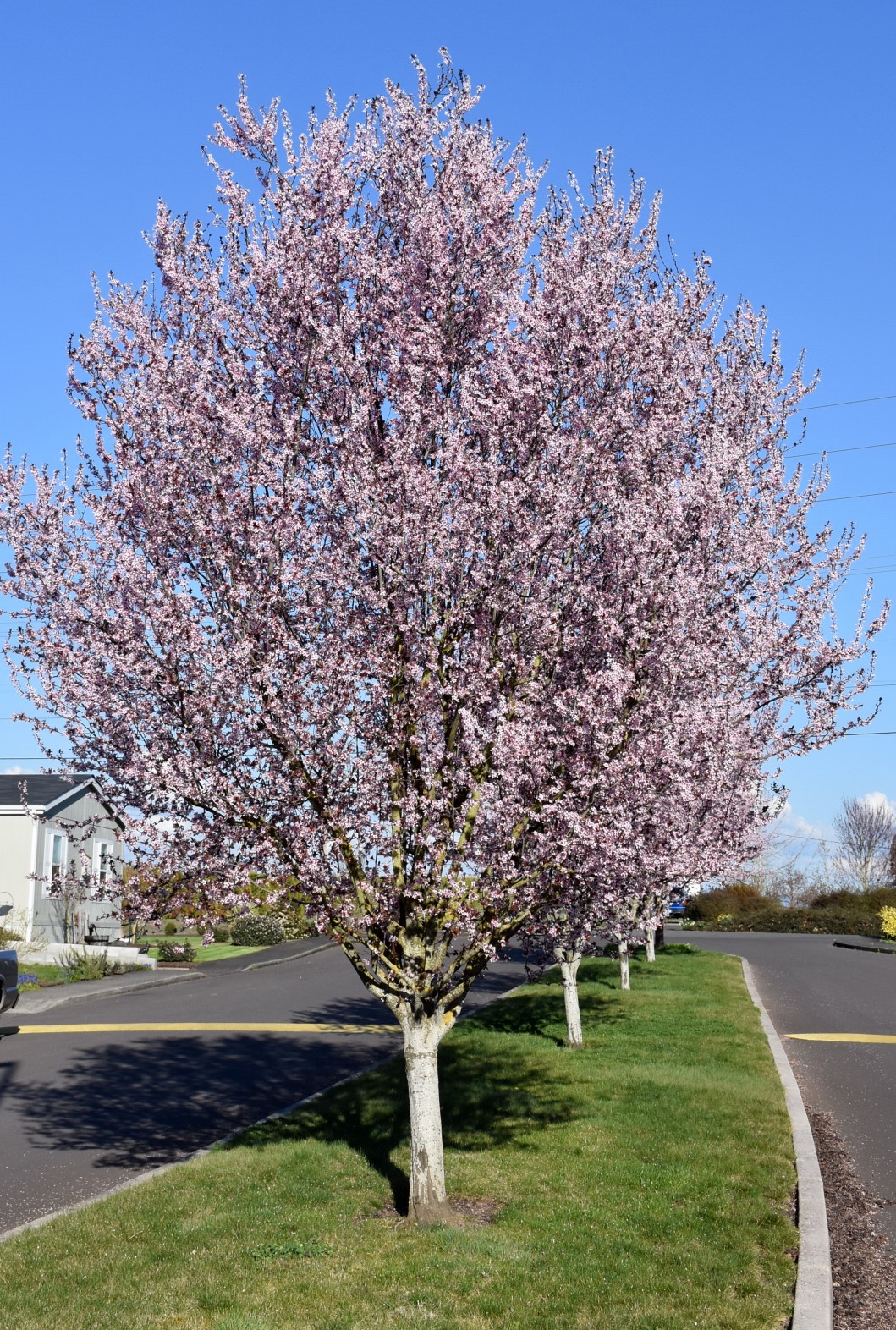 Krauter Vesuvius Plum<br>Prunus cerasifera <i>Krauter Vesuvius</br></i>