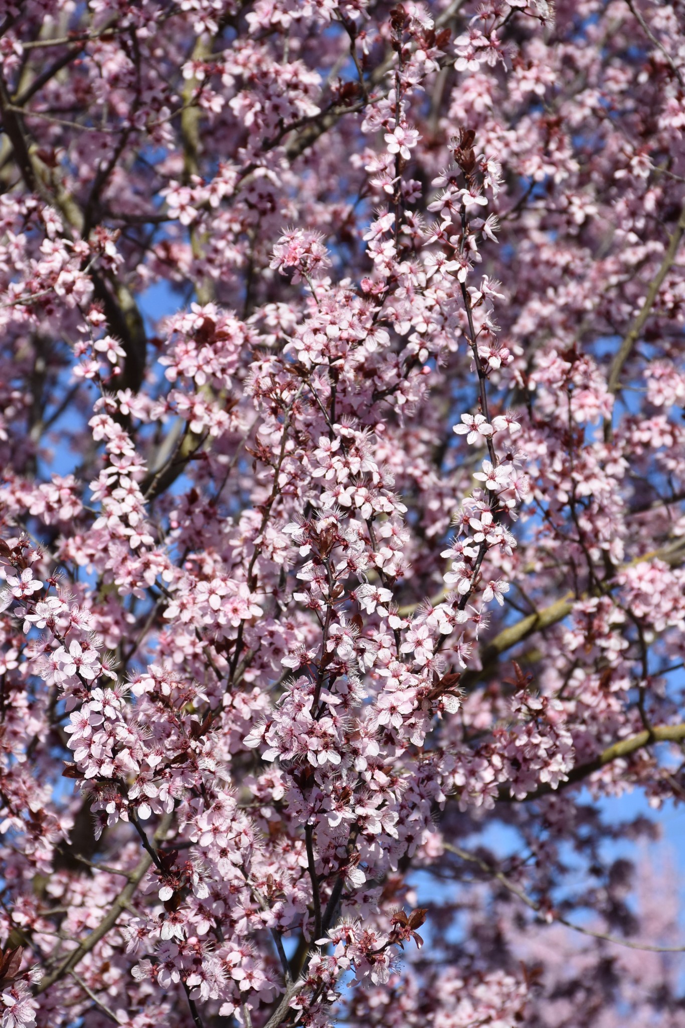 Krauter Vesuvius Plum<br>Prunus cerasifera <i>Krauter Vesuvius</br></i>