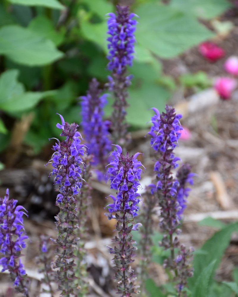 Blue By You Meadow Sage #1<br><i>Salvia nemorosa Balsalbyu</br></i>