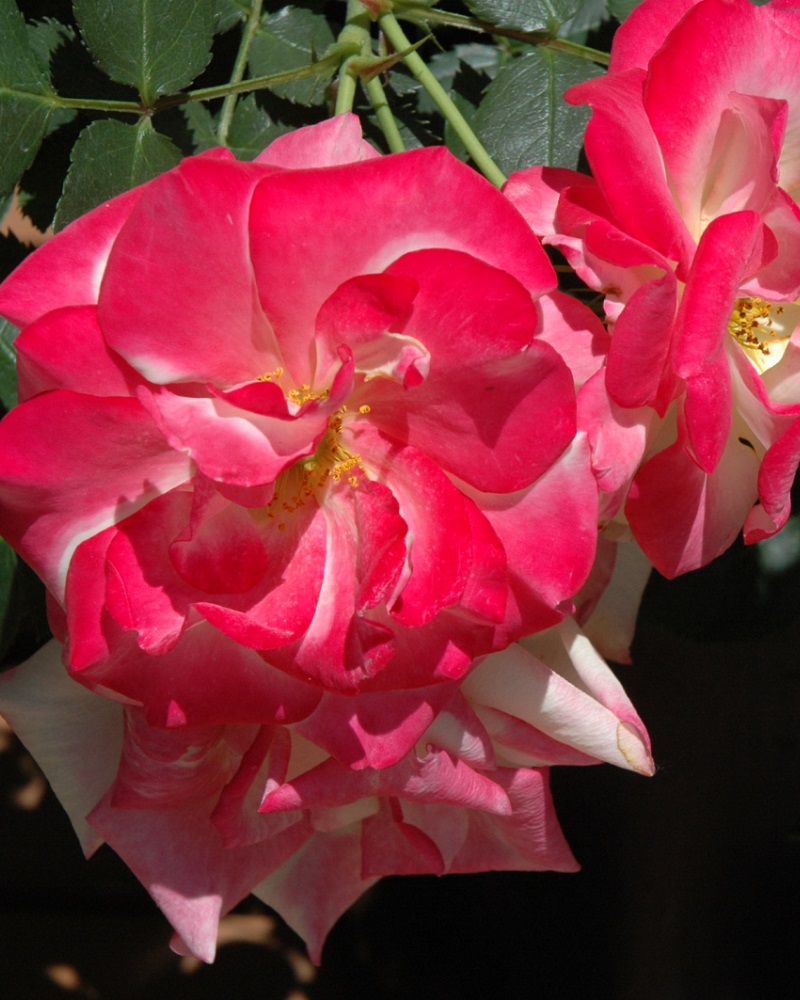 Rose Campfire #2