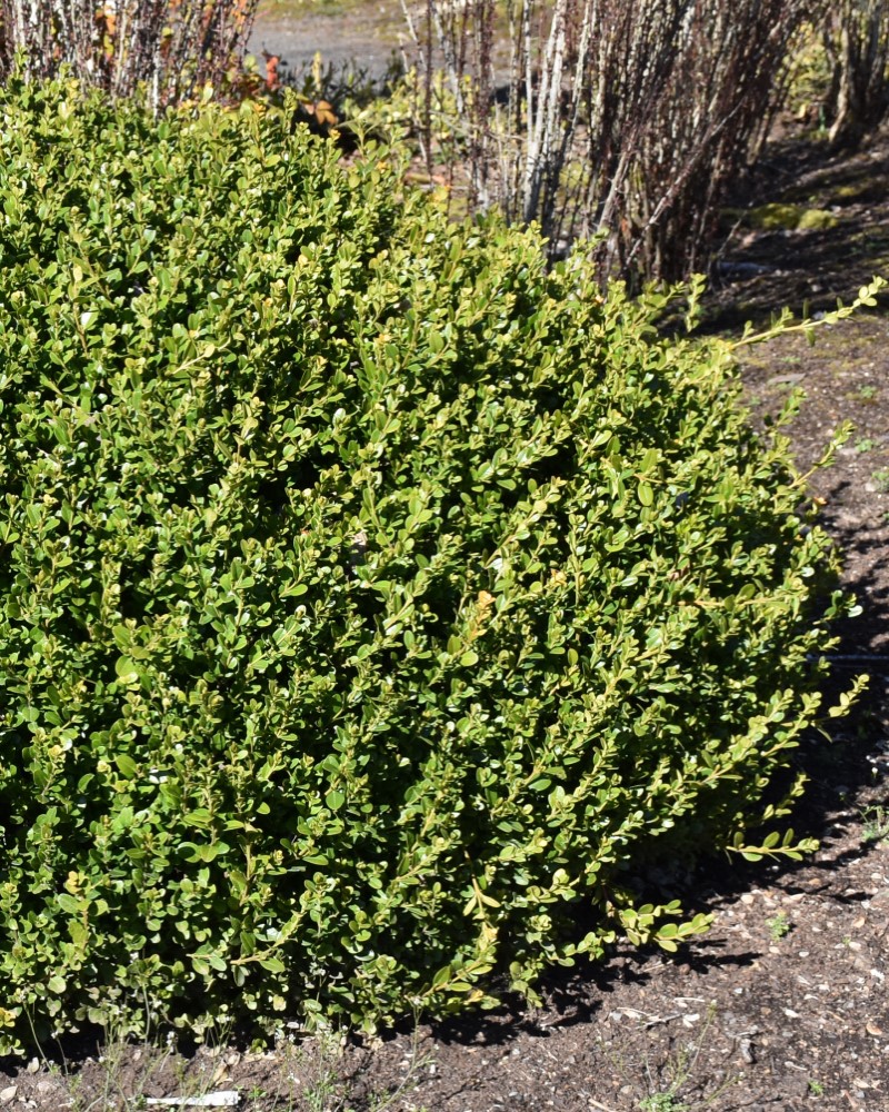 Winter Gem Boxwood #3<br><i>Buxus microphylla Winter Gem</br></i>