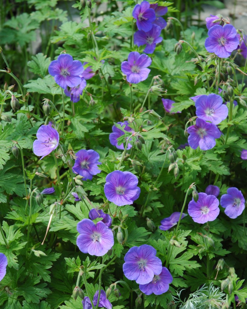  Johnson's Blue Cranesbill #1<br><i>Geranium Johnson's Blue</br></i>