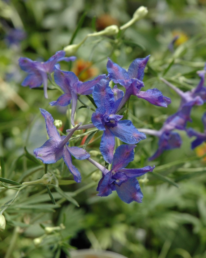 Blue Butterfly Larkspur #1<br><i>Delphinium grandiflorum Blue Butterfly</br></i>