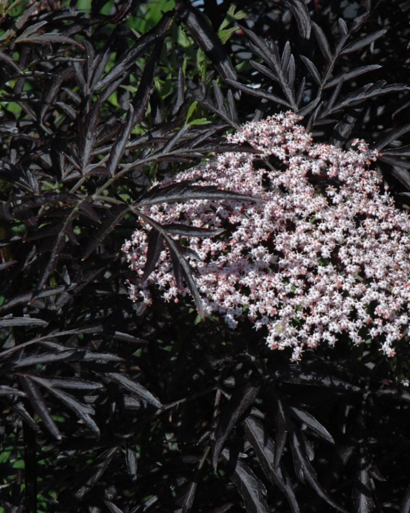 Black Lace® Elderberry<br><i>Sambucus nigra Eva</br></i>