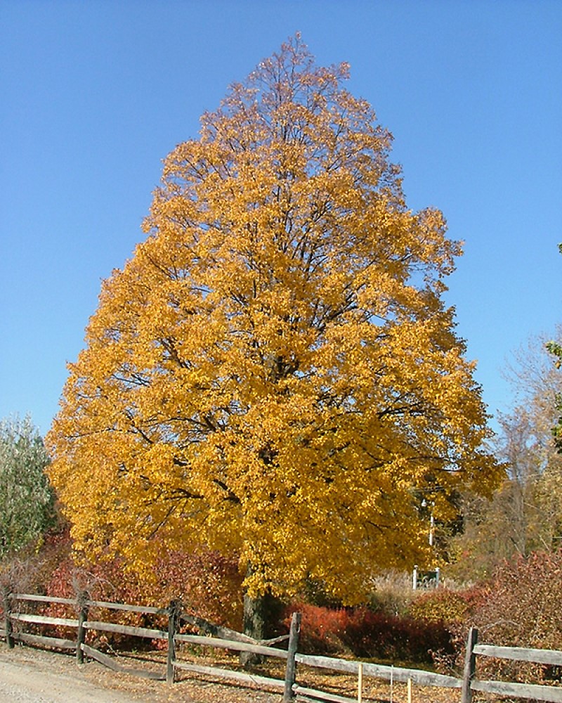 Corinthian Linden #15<br><i>Tilia cordata Corinthian</br></i>