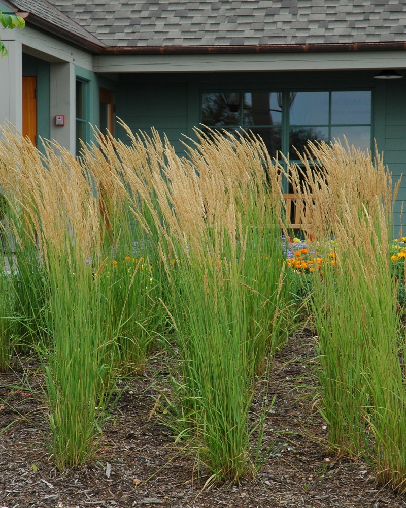 Grass Karl Foerster Feather Reed #1