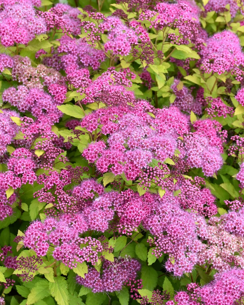 Spiraea Magic Carpet #3