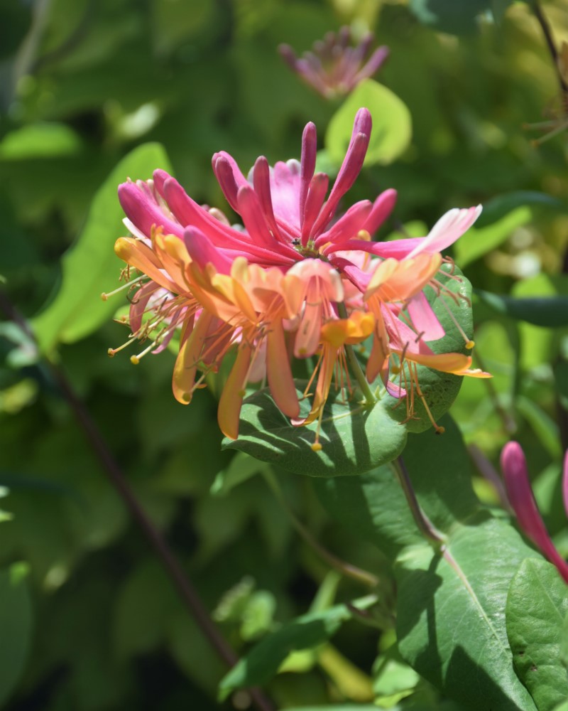 Goldflame Honeysuckle #5<br><i>Lonicera x heckrottii</br></i>