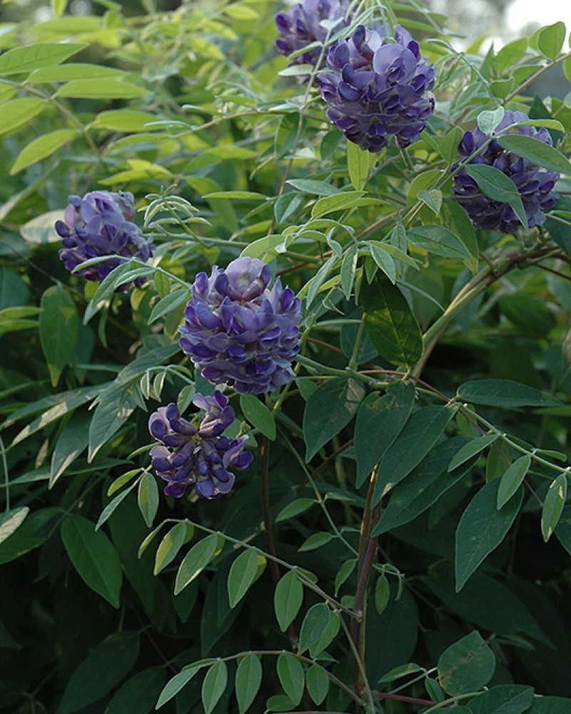 Wisteria Amethyst Falls #2
