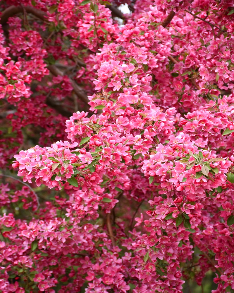 Prairifire Flowering Crab #7<br><i>Malus Prairifire</br></i>