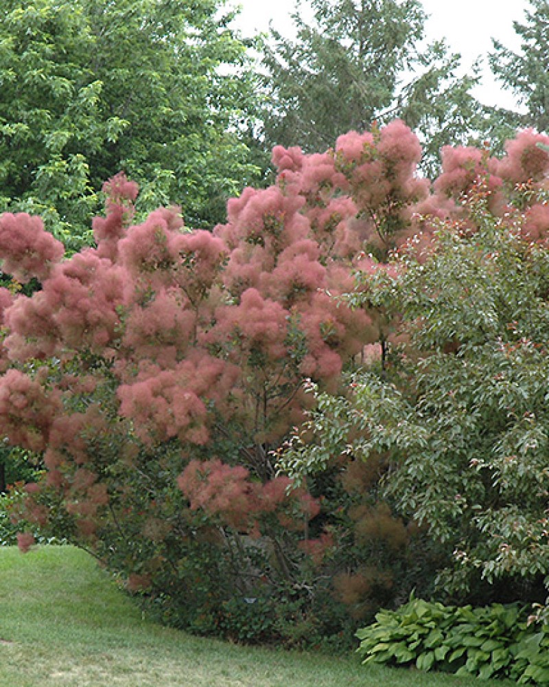 Royal Purple Smokebush #3<br><i>Cotinus coggygria Royal Purple</br></i>