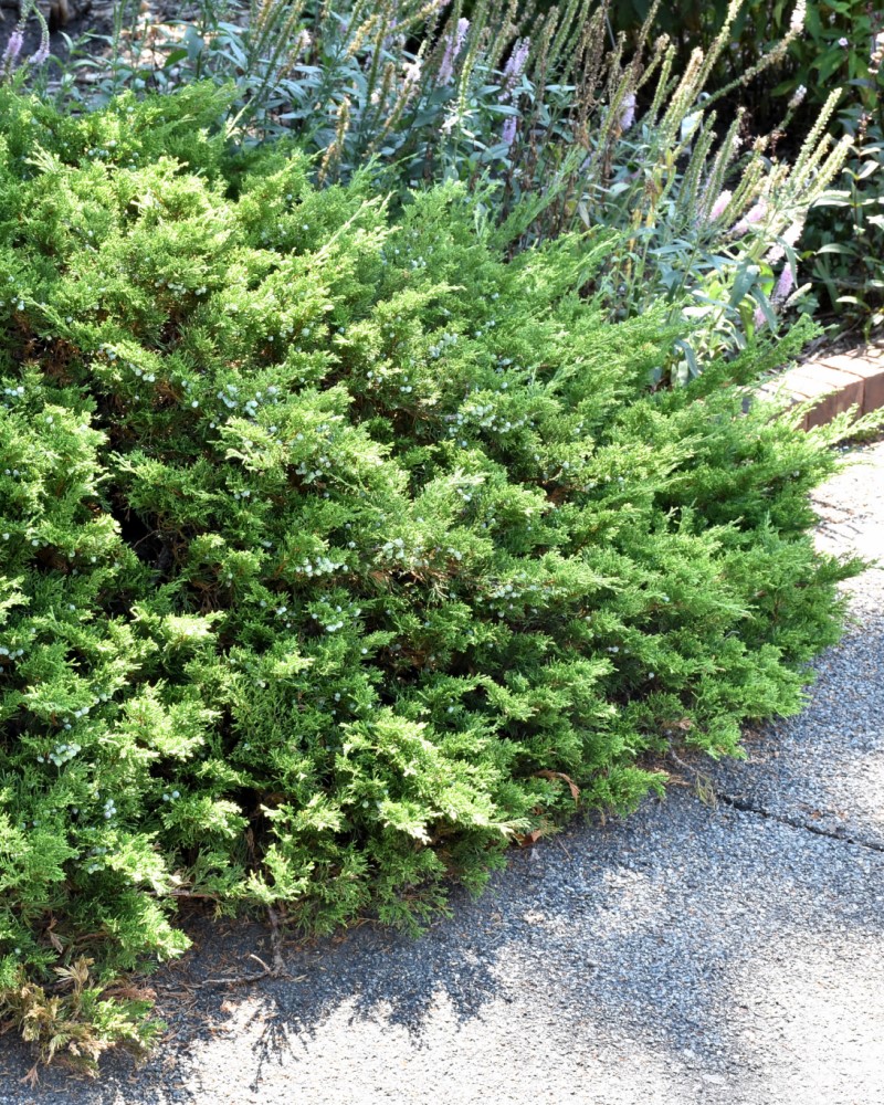 Buffalo Juniper #3<br><i>Juniperus sabina Buffalo</br></i>