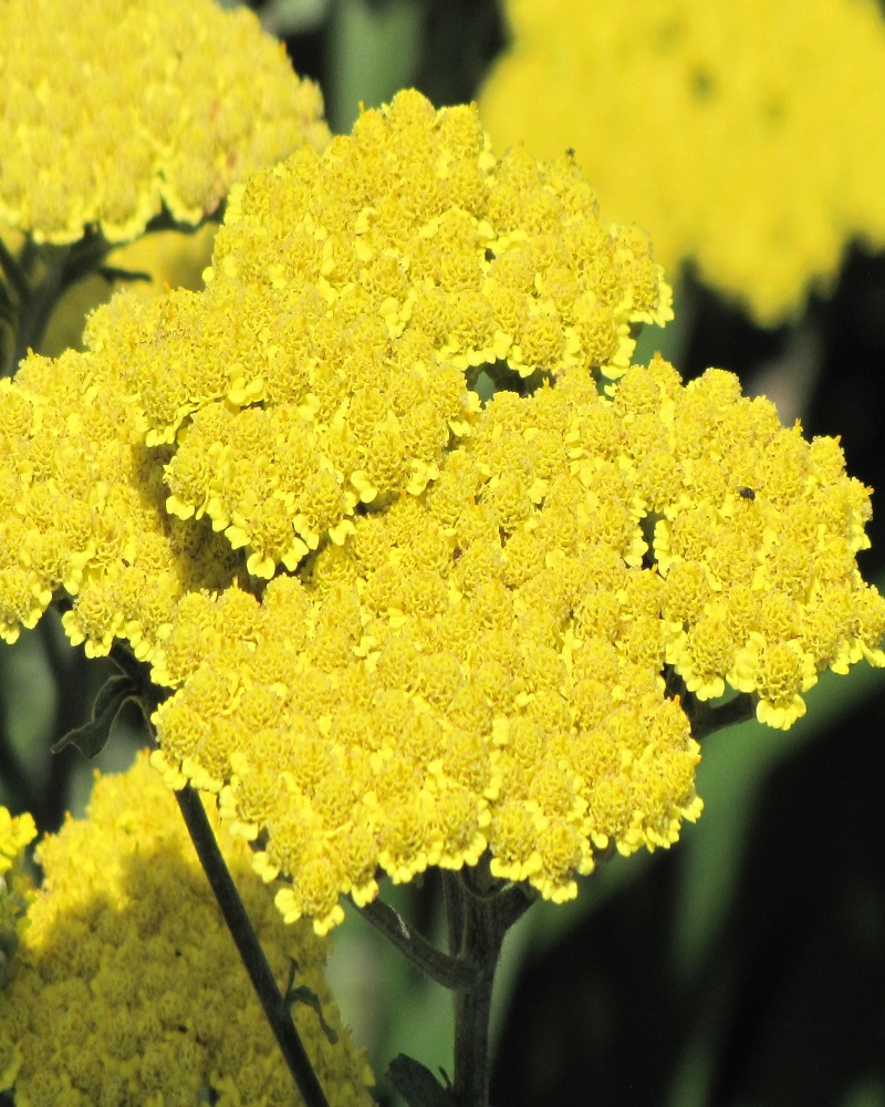 Moonshine Yarrow #1<br><i>Achillea Moonshine</br></i>