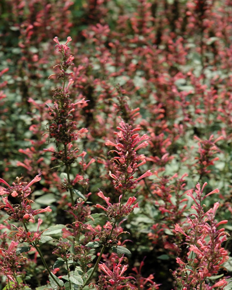 Kudos Coral Hyssop #1<br><i>Agastache Kudos Coral</br></i>