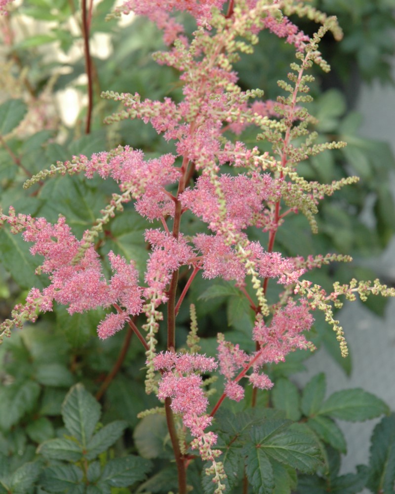 Bressingham Beauty Astilbe #1<br><i>Astilbe x arendsii Bressingham Beauty</br></i>