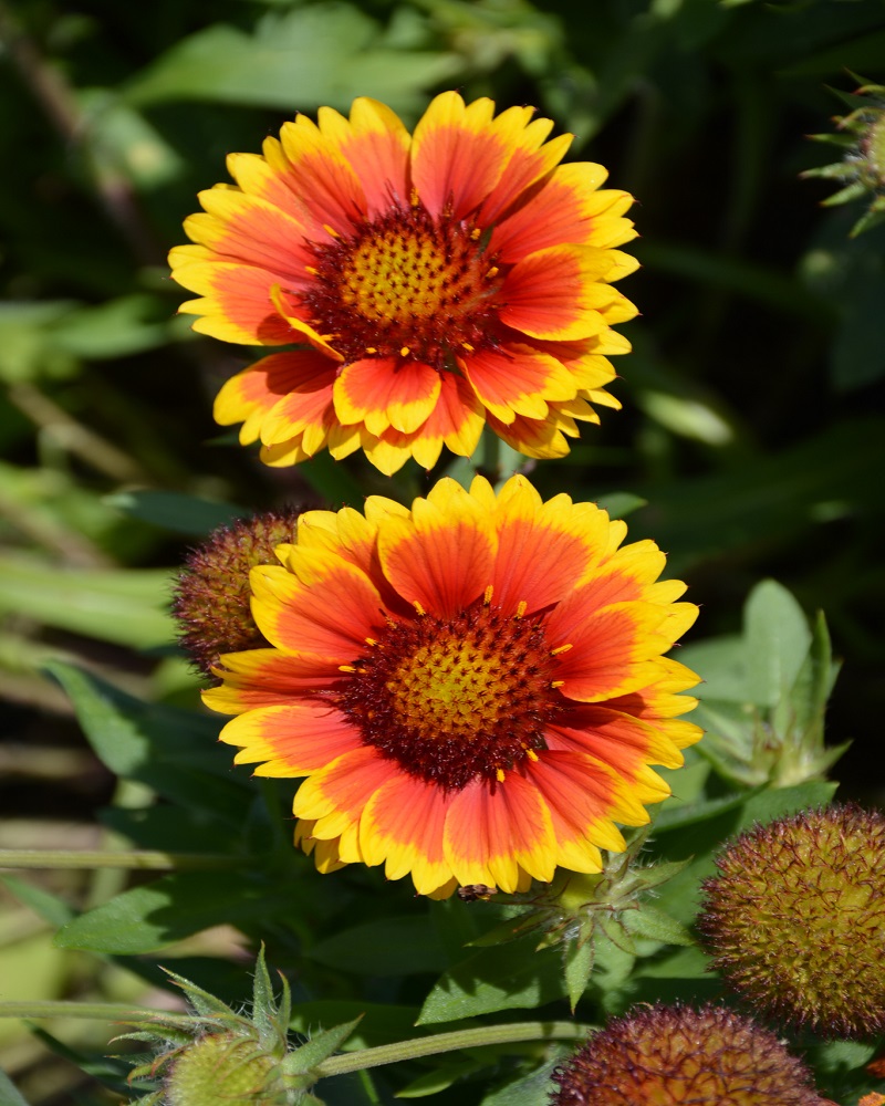 Arizona Sun Blanket Flower #1<br><i>Gaillardia x grandiflora Arizona Sun</br></i>