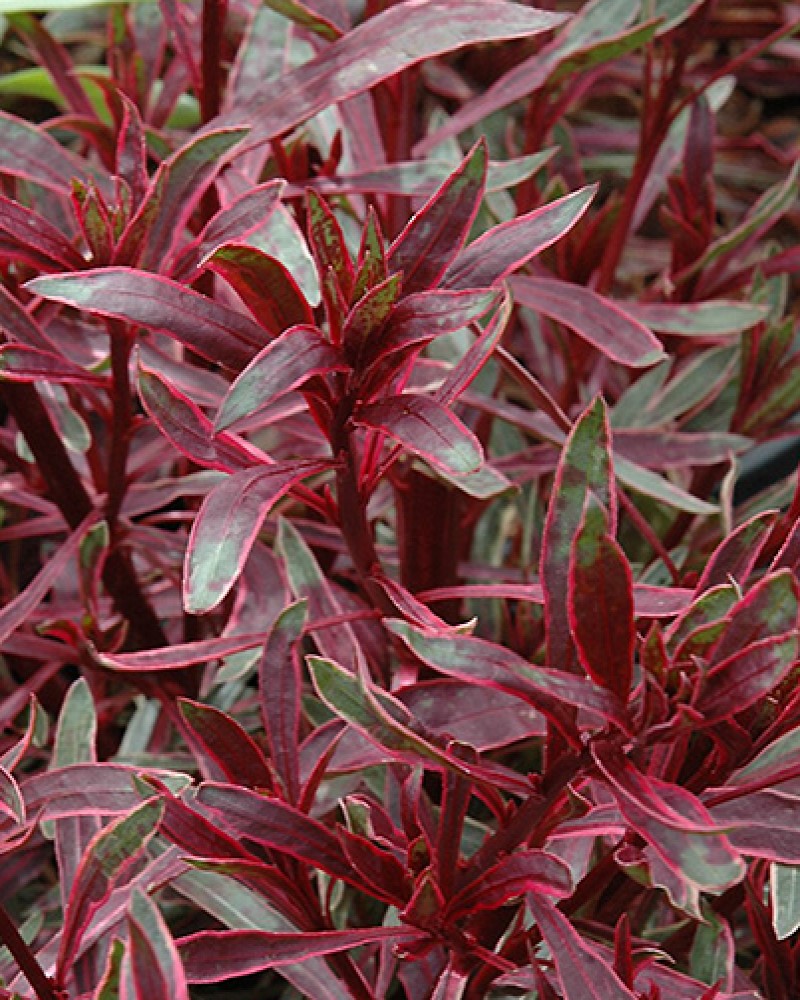 Passionate Rainbow Gaura #1<br><i>Gaura lindheimeri Passionate Rainbow</br></i>