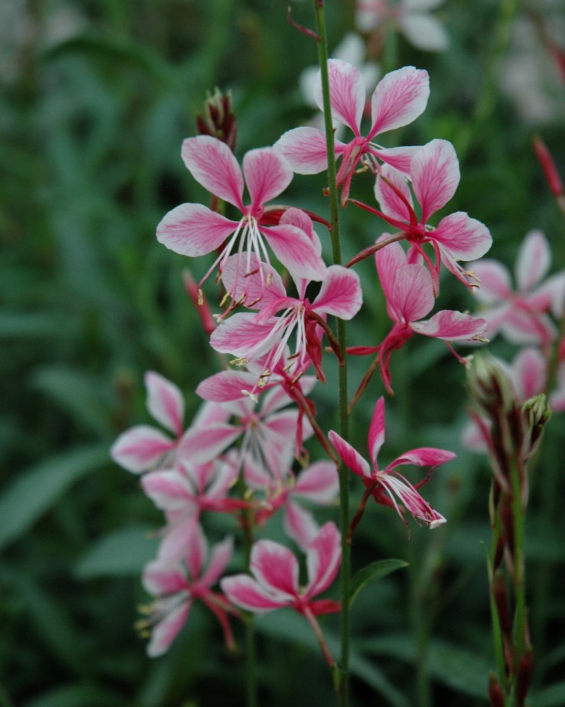 Siskiyou Pink Gaura #1<br><i>Gaura lindheimeri Siskiyou Pink</br></i>